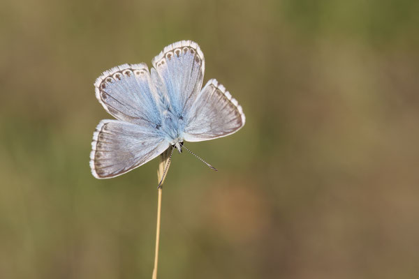 Silbergrüner Bläuling