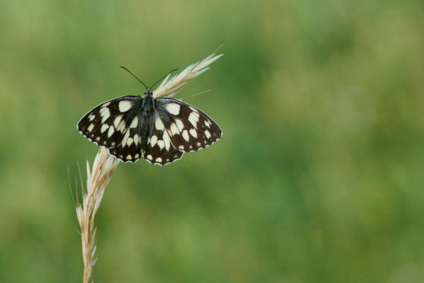 Schachbrettfalter