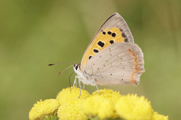 Kleiner Feuerfalter - (04.08.2021)