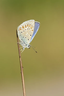 Hauhechel-Bläuling - Hünxe - (28.06.2022)