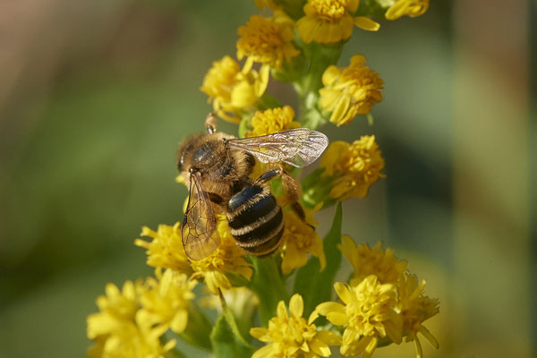 Nr.17/04 - Andrena flavipes f - OB/E-LMB - (16.10.2018)
