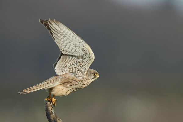 Turmfalke - (31.01.2021)