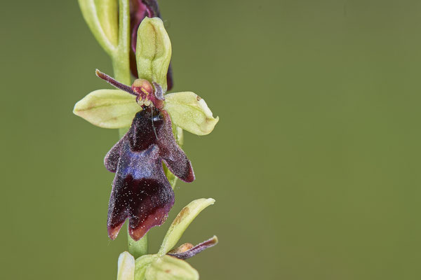 Orchideen in der Eifel - Fliegenragwurz - (01.06.2019)