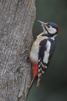Buntspecht im Garten