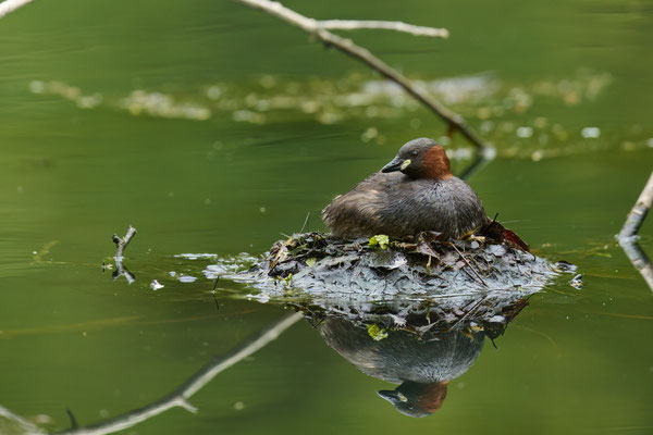 Nestbau beim Zwergtaucher