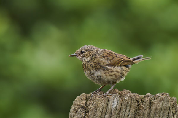 Heckenbraunelle Jungvogel im Garten