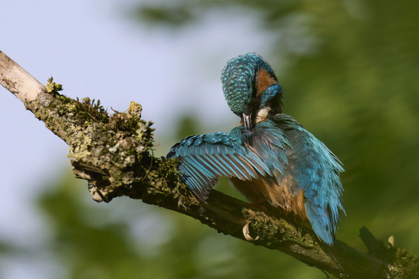Eisvogel