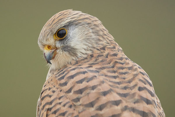 Turmfalke ganz nah