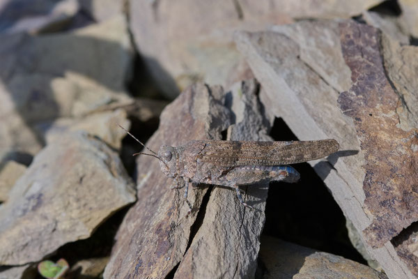 Blauflügelige Sandschrecke