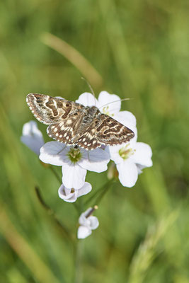 Scheck-Tageule -NL - (09.05.2022)
