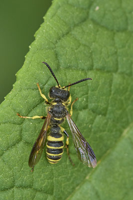Nr.1056 - Cerceris quinquefasciata / Knotenwespe - OB LMB - 51°29`11.55" 6°53`53.48" - (31.07.2019)