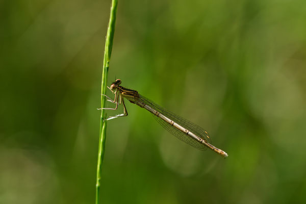 Blaue Federlibelle