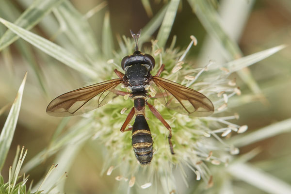 Physocephala rufipes / Stieldickkopffliege - Mehrum Rheinvorland - 51°34`19.93" 6°37`51.41" - (15.08.2020)