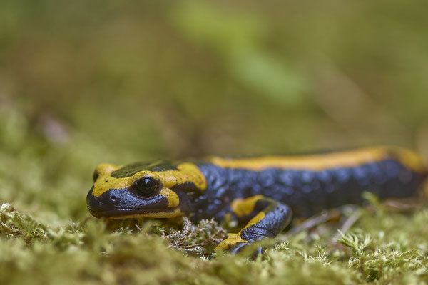 Feuersalamander - Auf Exkursion mit dem Nabu Herne