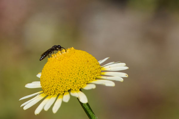 Sapygina decemguttata - Garten