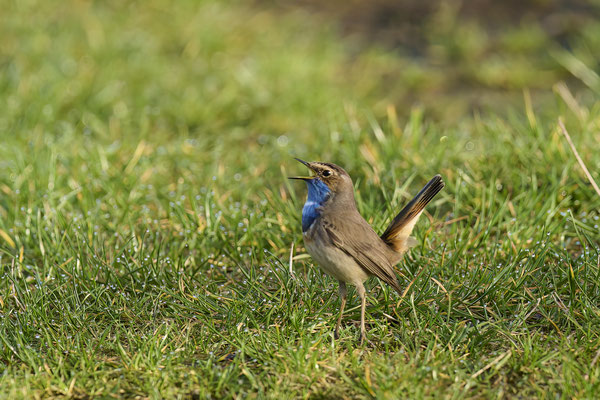 Blaukehlchen