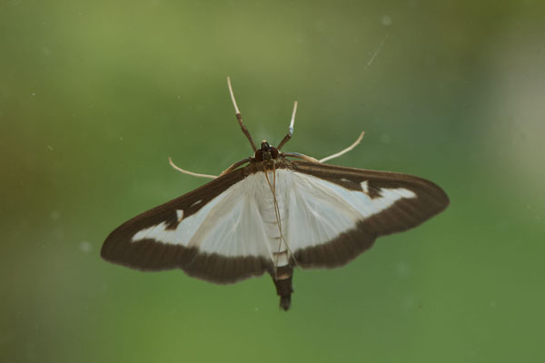Buchsbaumzünsler - Garten - (20.08.2021)