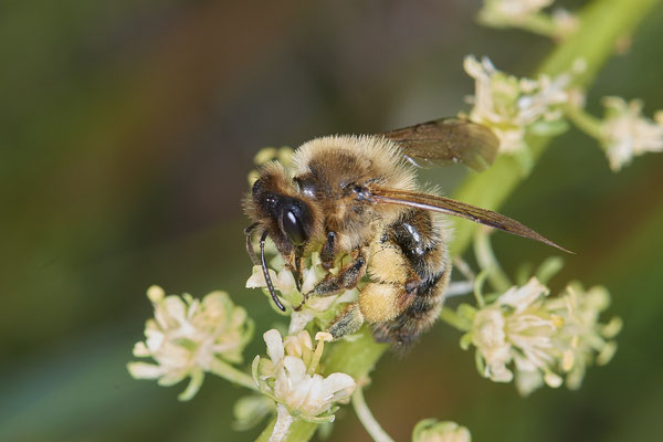Nr.0499 - Andrena nigroaenea / Erzfarbene Sandbiene - OB Neue Mitte 2 - 51°29`18.27" 6°53`39.83" - (09.05.2019)