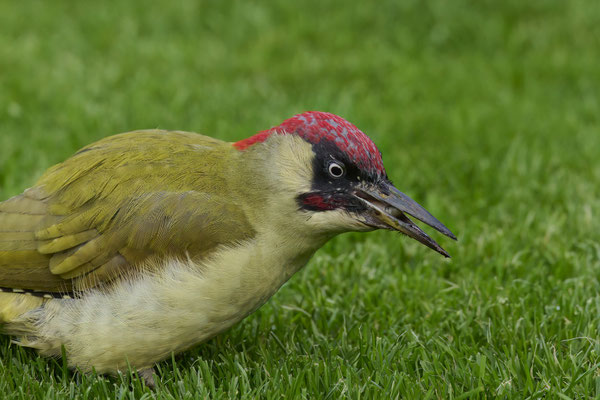 Grünspecht im Garten - Für mich ein Rätsel wie er sie in der Erde findet