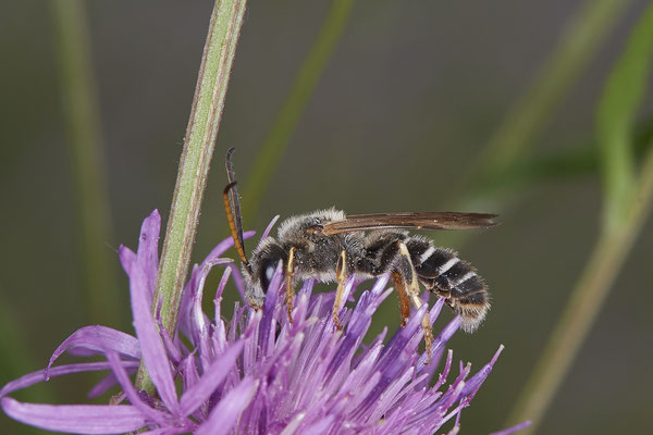 Halictus quadricinctus - Dinslaken Emschermündung - 51°33`52.87" 6°41`48.98" - (13.08.2020) - Rote Liste: Kategorie 3: Gefährdet