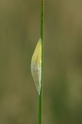 Puppe vom Sechsfleck-Widderchen