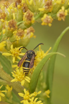 Faltenwespe sp. - OB LMB - 51°29`11.55" 6°53`53.48" - (26.08.2020)