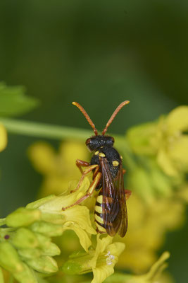 Nr.0402 - Nomada fucata w / Gewöhnliche Wespenbiene - OB Neue Mitte 2 - 51°29`09.65" 6°53`45.26" - (02.05.2019)