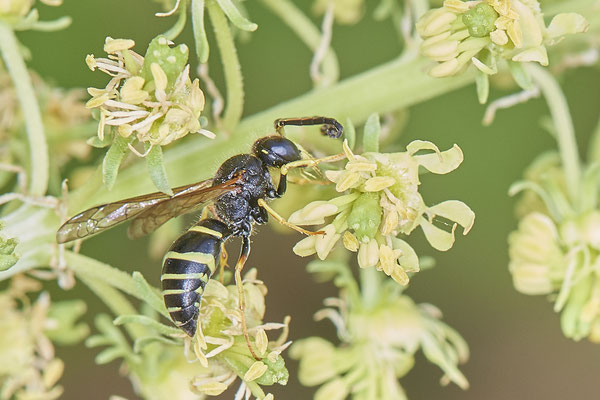 Nr.0607 - Odynerus spinipes / Schornsteinwespe - GE-Buer Zeche Hugo - 51°34`09.98" 7°02`18.09" - (24.05.2019)