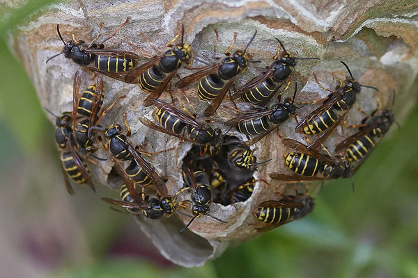 Mittlere Wespe oder Kleine Hornisse (Dolichovespula media)