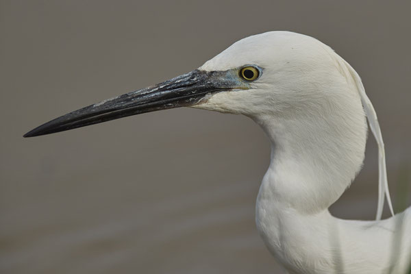 Seidenreiher ( Naturpark Albufera )