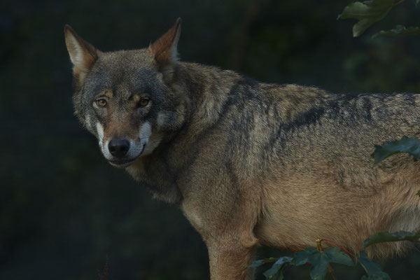 Wolf - 2ter Tag im Biotopwildpark Anholter Schweiz - (22.09.2020)