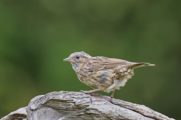 Heckenbraunelle Jungvogel