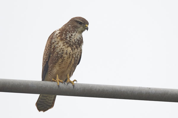 Mäusebussard