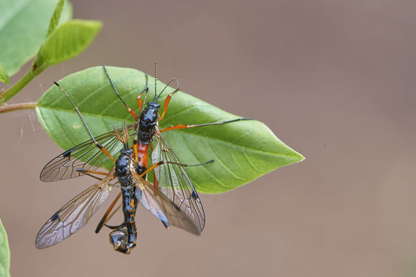 Nr.0552 - Ctenophora pectinicornis / Kammschnake - Venner Moor - 51°51`45.78" 7°32`15.30" - (19.05.2019)