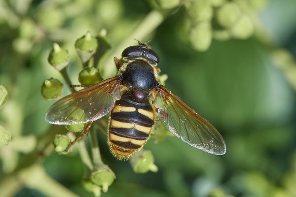 Nr. 5-1/22 - Gelbband-Torfschwebfliege (Sericomyia silentis) - OB Weiherstraße-116 Parplatz Netto (24.09.2018)