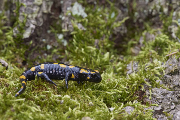Feuersalamander