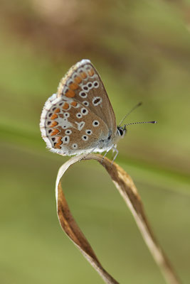Sonnenröschenbläuling - Dinslaken an der Emschermündung - (22.07.2020)