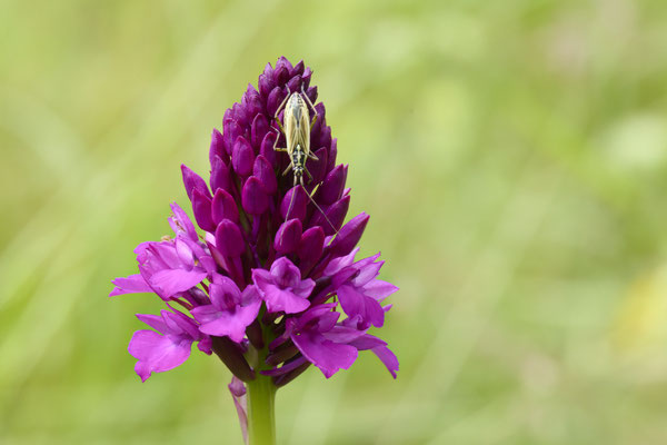 Pyramiden-Hundswurz mit Lanhaarige Dochwanze