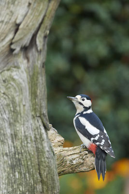 Buntspecht - Männchen im Garten - (24.10.2019)
