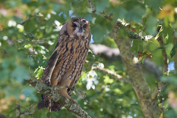 Waldohreulen im Schlafbaum am Niederrhein (20.09.2019)