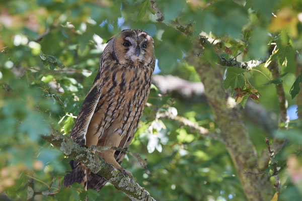 Waldohreulen im Schlafbaum am Niederrhein (20.09.2019)