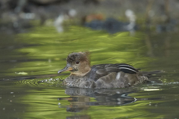 Kappensäger - 2ter Tag im Biotopwildpark Anholter Schweiz - (22.09.2020)