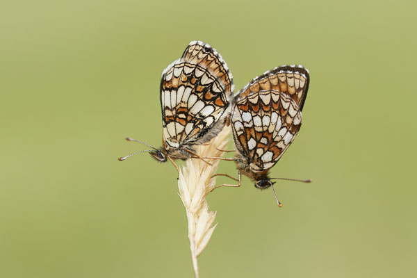 Baldrian Scheckenfalter