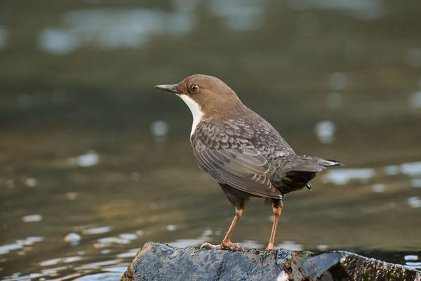 Wasseramsel