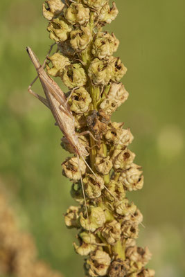 Nr.1209 - Oecanthus pellucens / Weinhähnchen - OB LMB - 51°29`11.55" 6°53`53.48" - (23.08.2019)