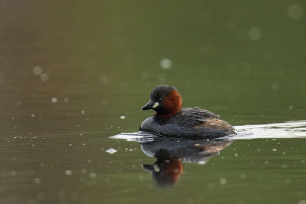 Zwergtaucher