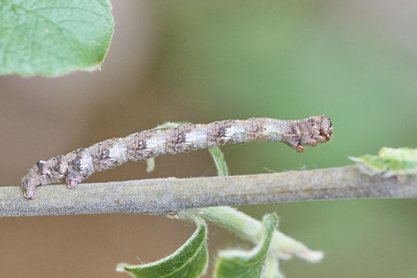 Venner Moor - 51°51`55.63" 7°32`09.32" - (26.05.2019)