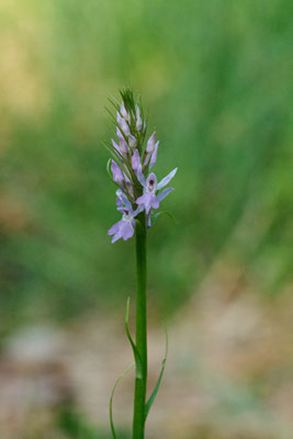 Fuchs-Knabenkraut - (Urlaub im Allgäu / Bayern vom  08.06. bis 19.06.2025)
