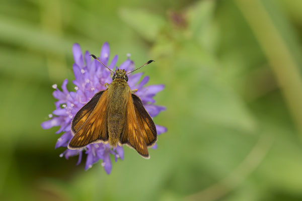 Rostfarbiger Dickkopffalter