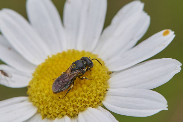 Nr.1120 - Hylaeus dilatatus f - OB Zeche Sterkrade - 51°31`11.24" 6°50`15.70" - (10.08.2019)